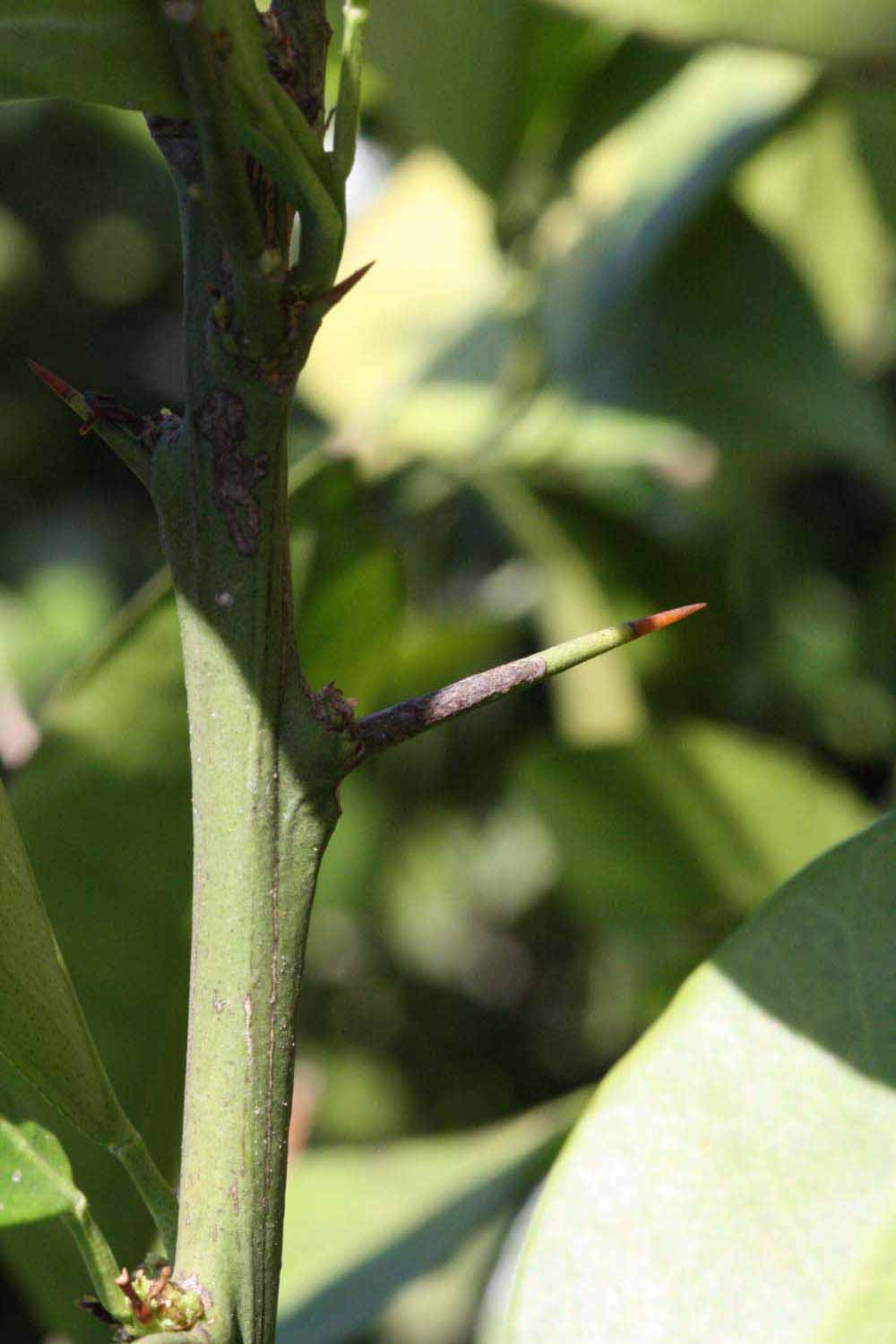            First year twig (Riverside, CA)   